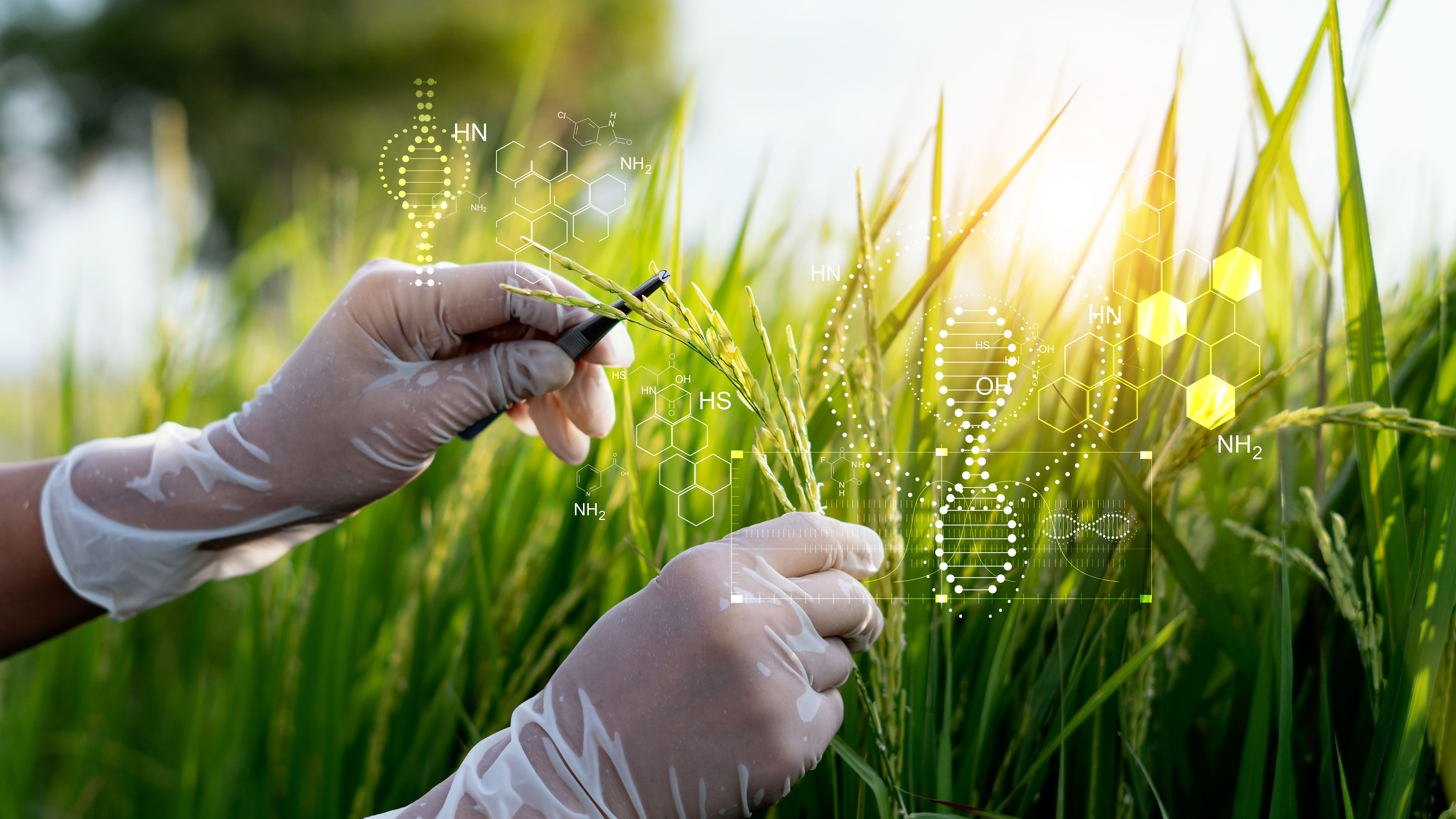stock image of grass
