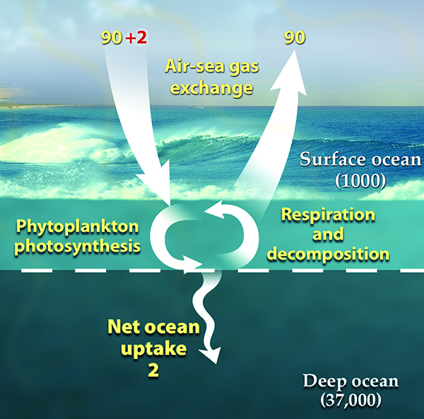 diagram of carbon cycle