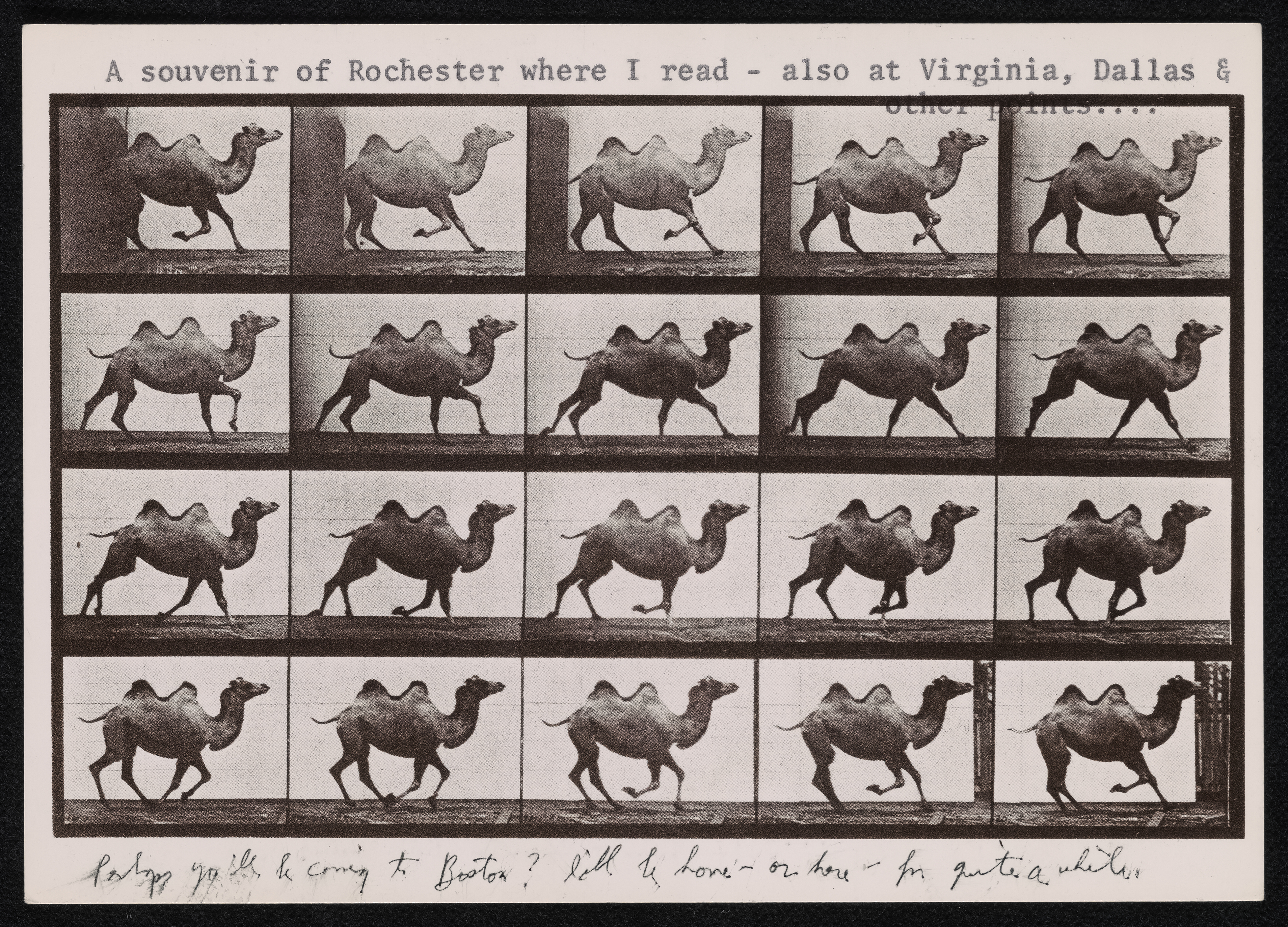 photo of postcard with galloping camels in series