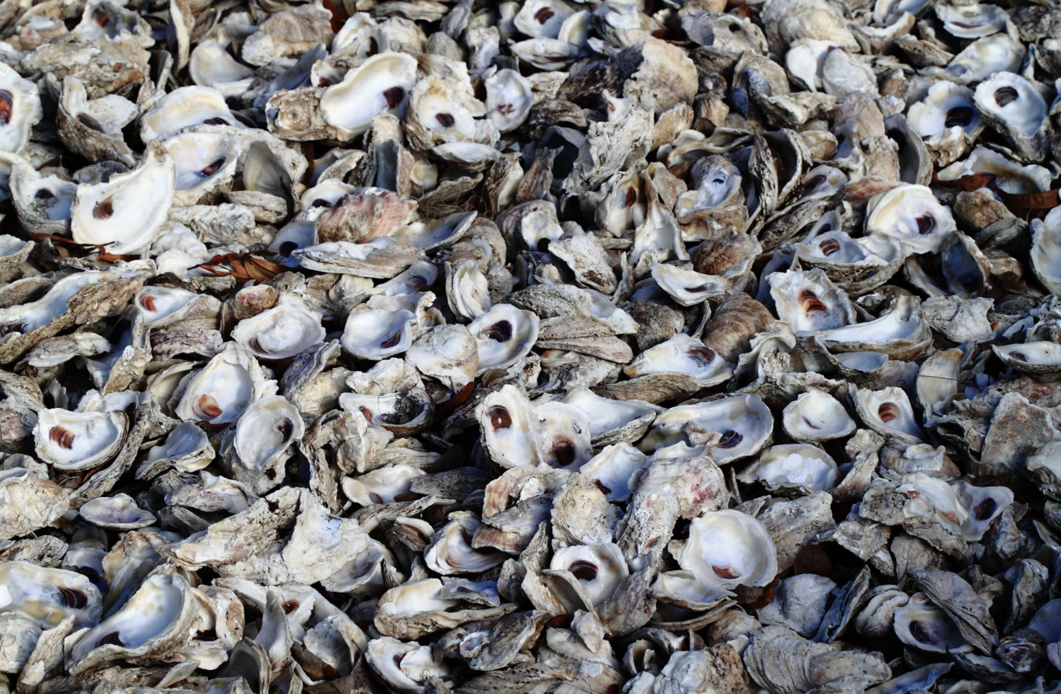 photo of empty oyster shells