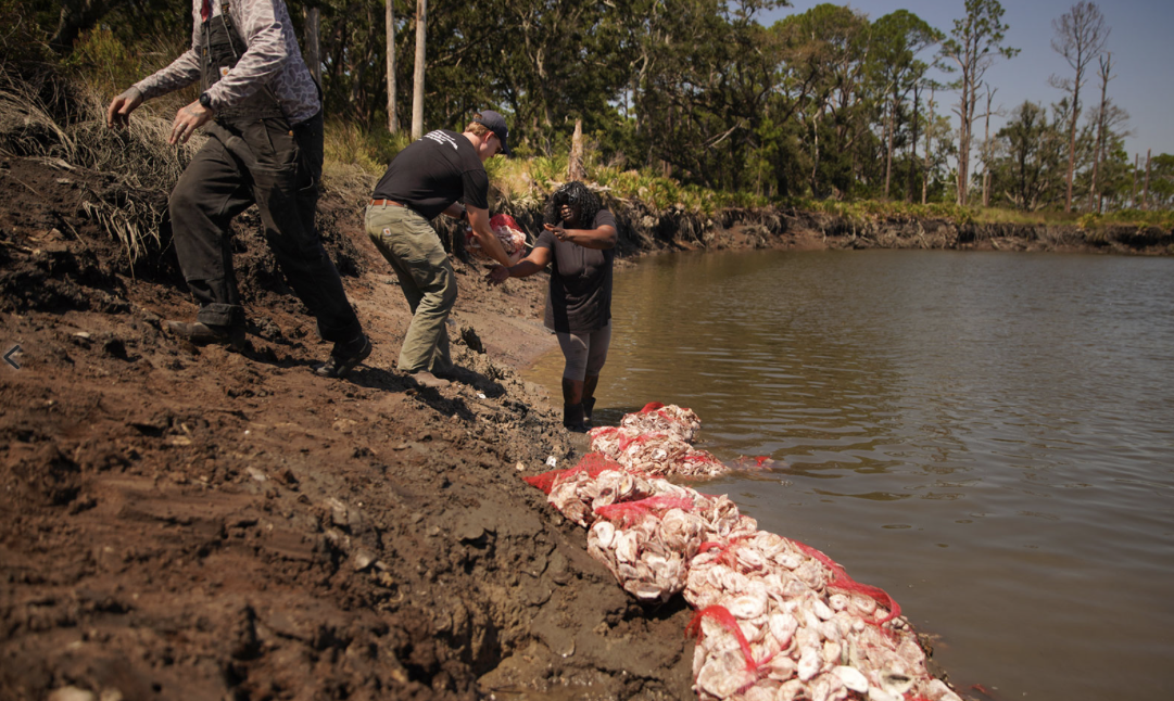 photo of people constructing new shoreline reef, day