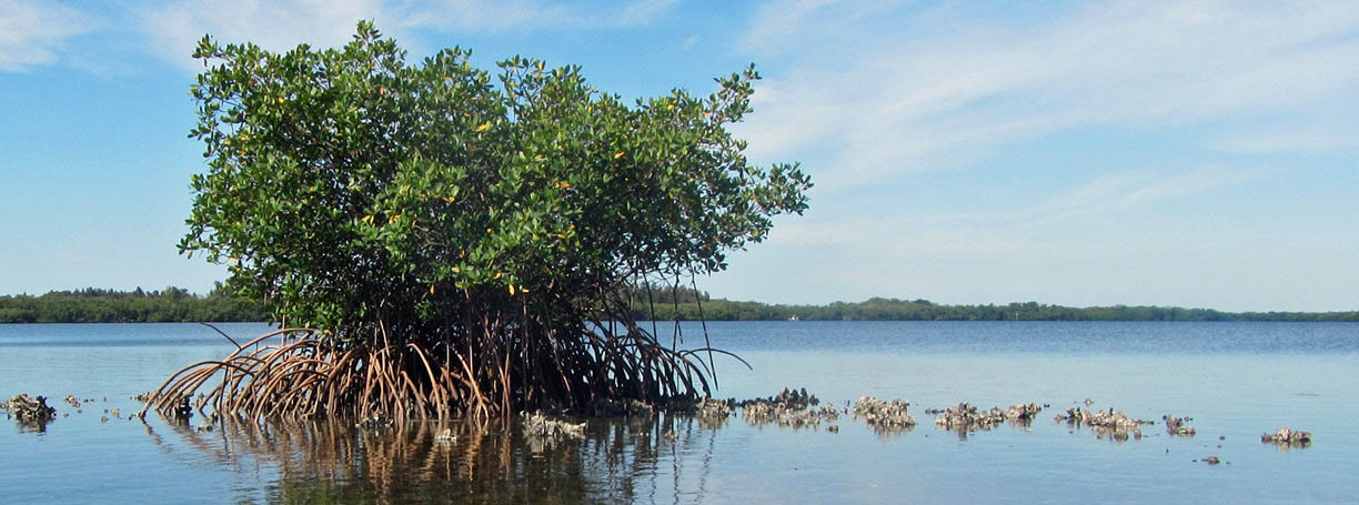 photo of water with plants in the foreground, shore in the distance