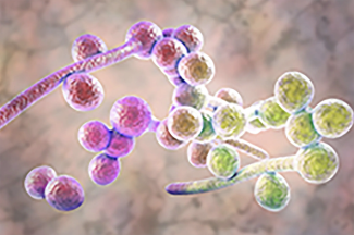 illustration of colorful fungal pathogen