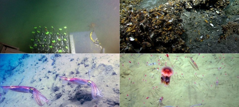 composite of four open floor photographs in quadrants