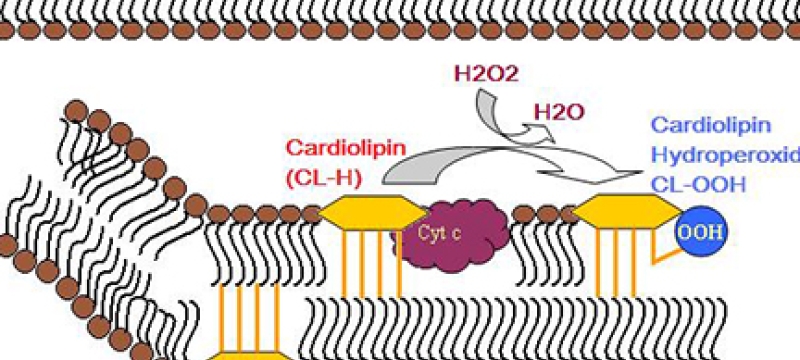 enzyme digram of cardiolipin