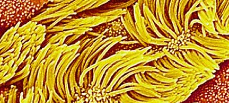 cilia graphic in color