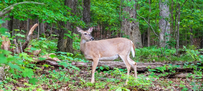 photo of deer in forest, with trees, green foliage 