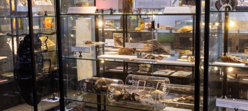photo of animal specimen collection, under glass