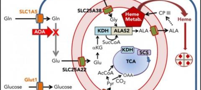 diagram of blood cells with chemical abbreviations 