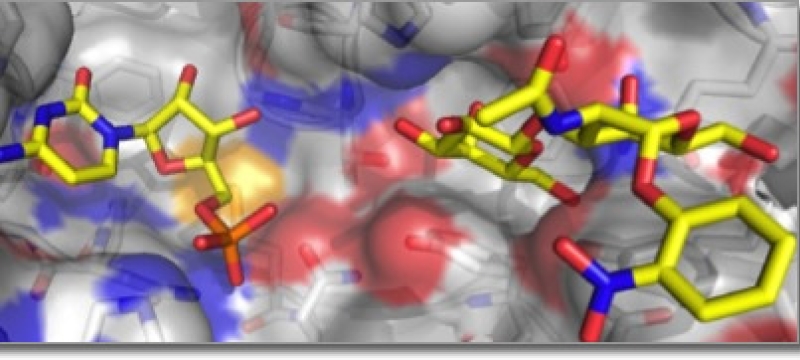 structures of glycoenzymes