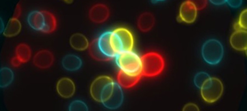 microscopy image of cell, with colorful outlines of round objects 