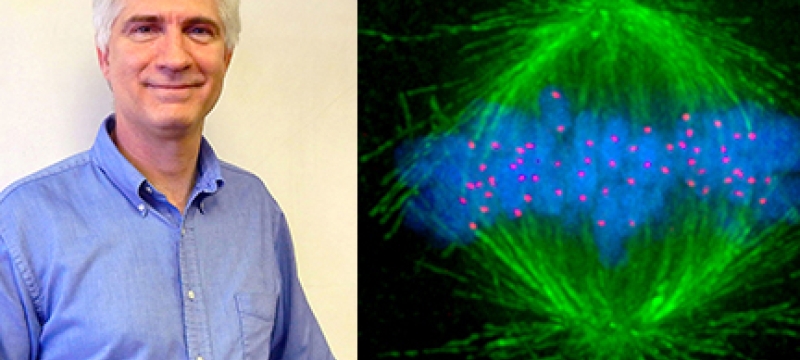 man on left, with mitosis color diagram