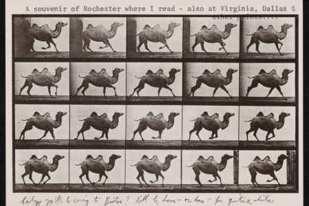 photo of postcard with galloping camels in series
